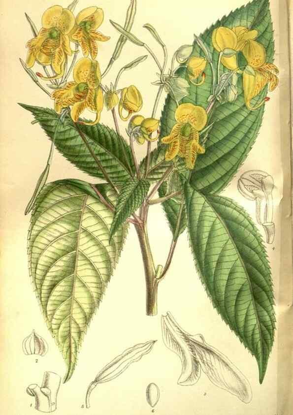 Reproducción/Reproduction 35133421464: Curtis's botanical magazine.. London ; New York [etc.] :Academic Press [etc.]