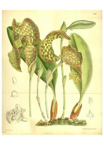 Reproducción/Reproduction 35931910976: Curtis's botanical magazine.. London ; New York [etc.] :Academic Press [etc.]