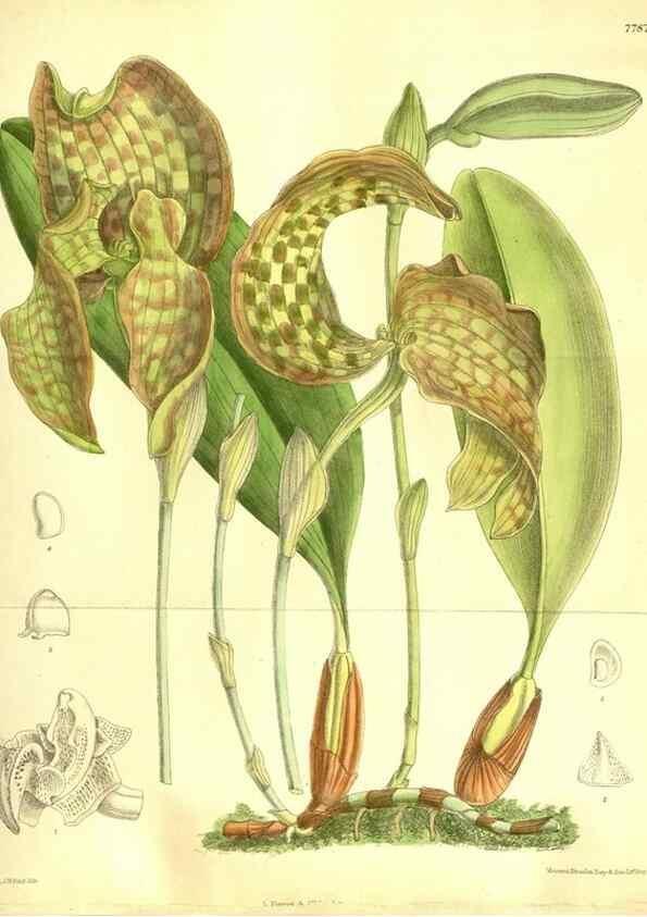 Reproducción/Reproduction 35931910976: Curtis's botanical magazine.. London ; New York [etc.] :Academic Press [etc.]