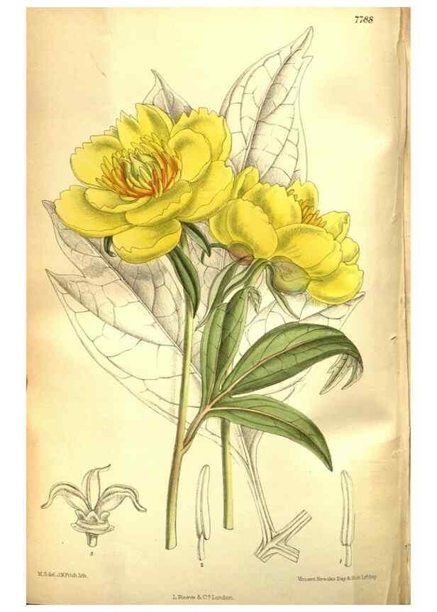 Reproducción/Reproduction 35840774211: Curtis's botanical magazine.. London ; New York [etc.] :Academic Press [etc.]