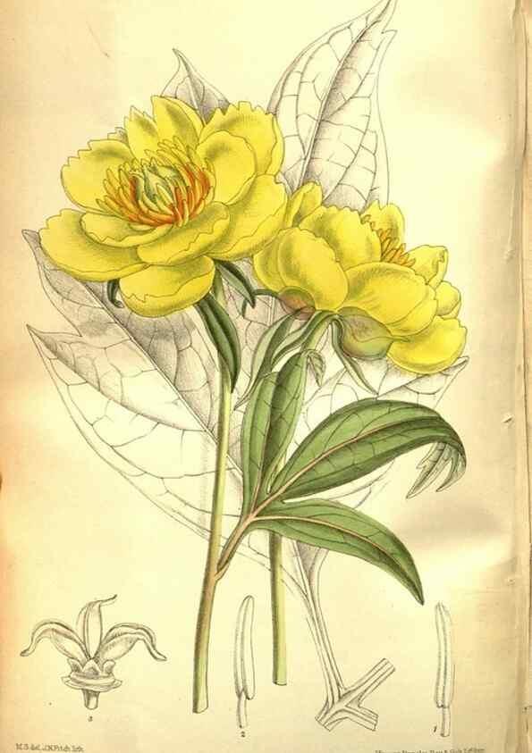 Reproducción/Reproduction 35840774211: Curtis's botanical magazine.. London ; New York [etc.] :Academic Press [etc.]