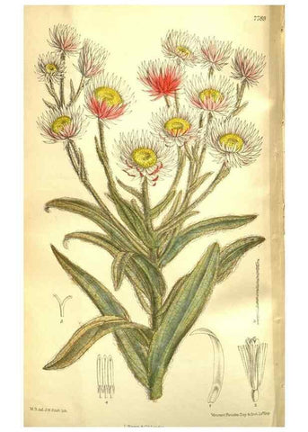 Reproducción/Reproduction 35840776161: Curtis's botanical magazine.. London ; New York [etc.] :Academic Press [etc.]