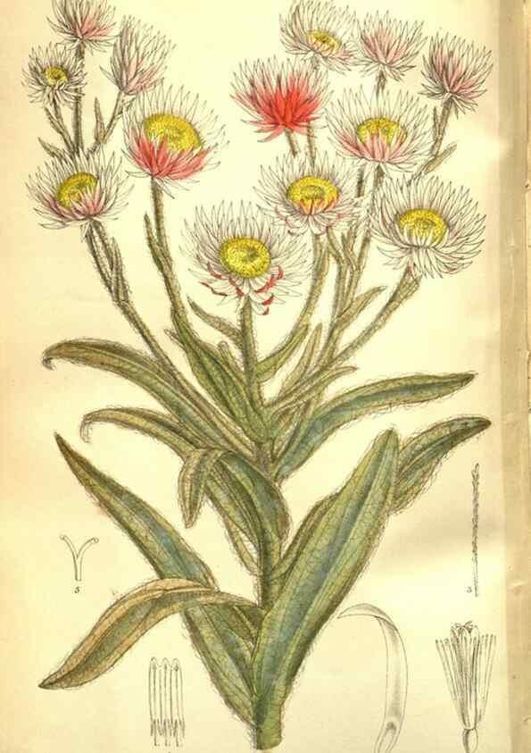 Reproducción/Reproduction 35840776161: Curtis's botanical magazine.. London ; New York [etc.] :Academic Press [etc.]
