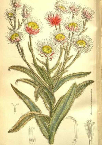 Reproducción/Reproduction 35840776161: Curtis's botanical magazine.. London ; New York [etc.] :Academic Press [etc.]