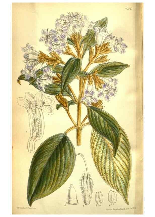 Reproducción/Reproduction 35840778611: Curtis's botanical magazine.. London ; New York [etc.] :Academic Press [etc.]