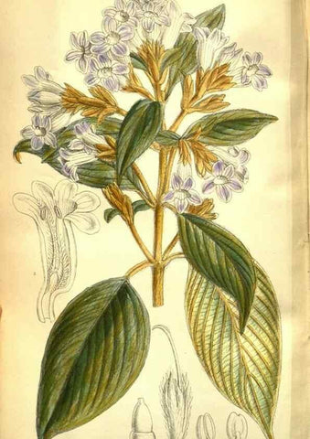 Reproducción/Reproduction 35840778611: Curtis's botanical magazine.. London ; New York [etc.] :Academic Press [etc.]