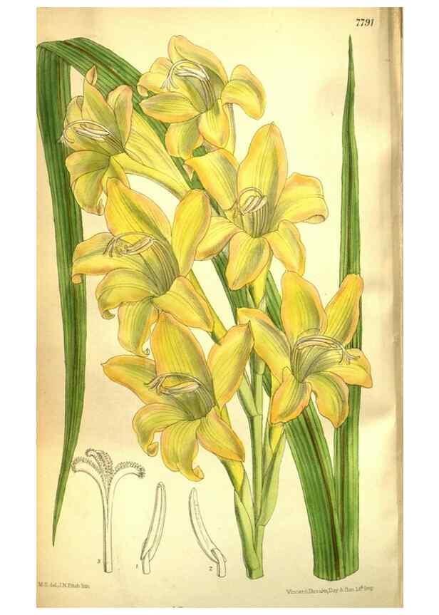 Reproducción/Reproduction 35931921426: Curtis's botanical magazine.. London ; New York [etc.] :Academic Press [etc.]
