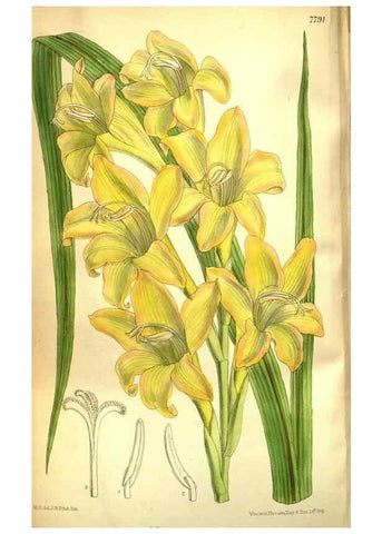 Reproducción/Reproduction 35931921426: Curtis's botanical magazine.. London ; New York [etc.] :Academic Press [etc.]