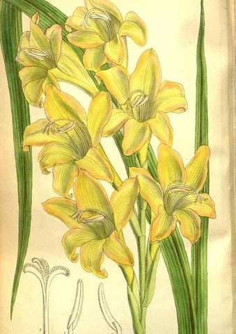 Reproducción/Reproduction 35931921426: Curtis's botanical magazine.. London ; New York [etc.] :Academic Press [etc.]