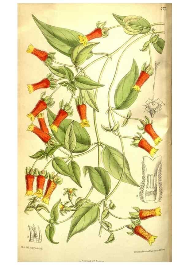 Reproducción/Reproduction 35584348650: Curtis's botanical magazine.. London ; New York [etc.] :Academic Press [etc.]
