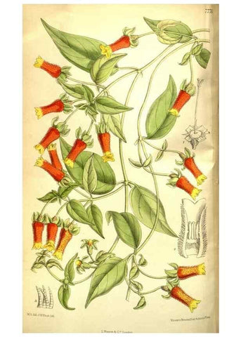 Reproducción/Reproduction 35584348650: Curtis's botanical magazine.. London ; New York [etc.] :Academic Press [etc.]