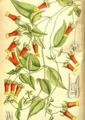 Reproducción/Reproduction 35584348650: Curtis's botanical magazine.. London ; New York [etc.] :Academic Press [etc.]