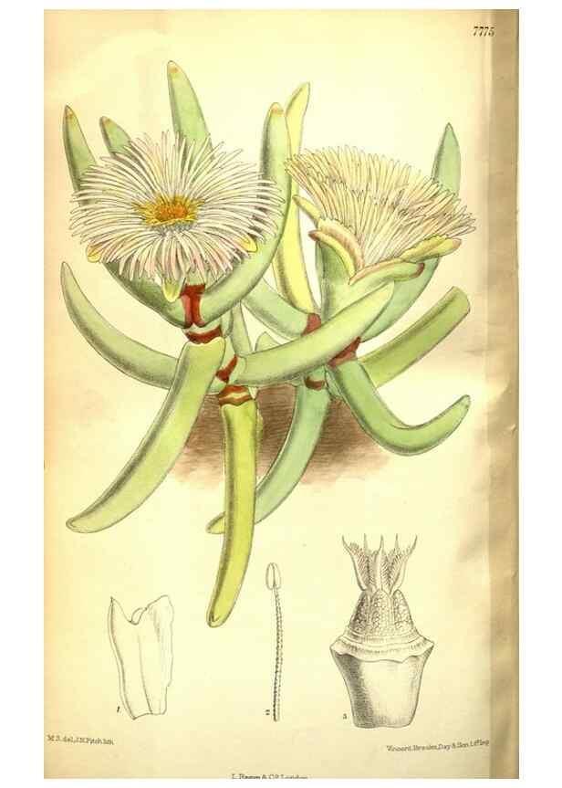 Reproducción/Reproduction 35802548862: Curtis's botanical magazine.. London ; New York [etc.] :Academic Press [etc.]