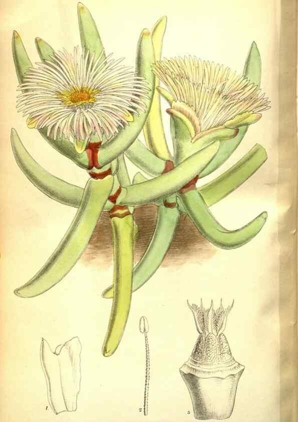 Reproducción/Reproduction 35802548862: Curtis's botanical magazine.. London ; New York [etc.] :Academic Press [etc.]