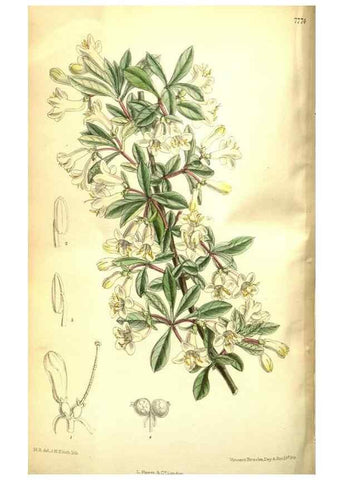 Reproducción/Reproduction 35802546882: Curtis's botanical magazine.. London ; New York [etc.] :Academic Press [etc.]