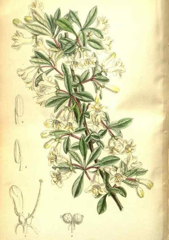 Reproducción/Reproduction 35802546882: Curtis's botanical magazine.. London ; New York [etc.] :Academic Press [etc.]