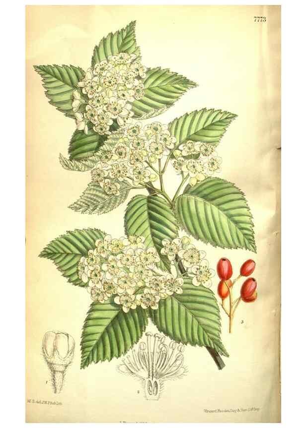 Reproducción/Reproduction 35802545252: Curtis's botanical magazine.. London ; New York [etc.] :Academic Press [etc.]