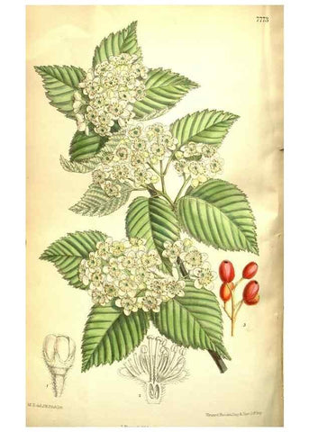 Reproducción/Reproduction 35802545252: Curtis's botanical magazine.. London ; New York [etc.] :Academic Press [etc.]