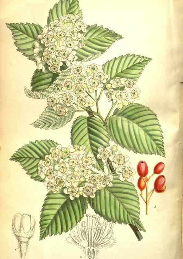 Reproducción/Reproduction 35802545252: Curtis's botanical magazine.. London ; New York [etc.] :Academic Press [etc.]