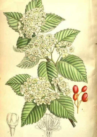 Reproducción/Reproduction 35802545252: Curtis's botanical magazine.. London ; New York [etc.] :Academic Press [etc.]