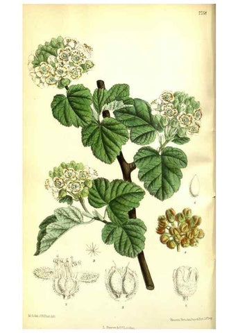 Reproducción/Reproduction 35133376624: Curtis's botanical magazine.. London ; New York [etc.] :Academic Press [etc.]
