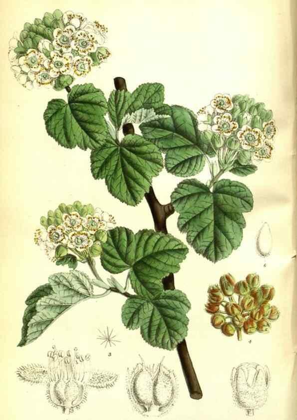 Reproducción/Reproduction 35133376624: Curtis's botanical magazine.. London ; New York [etc.] :Academic Press [etc.]