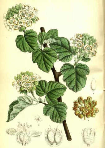 Reproducción/Reproduction 35133376624: Curtis's botanical magazine.. London ; New York [etc.] :Academic Press [etc.]