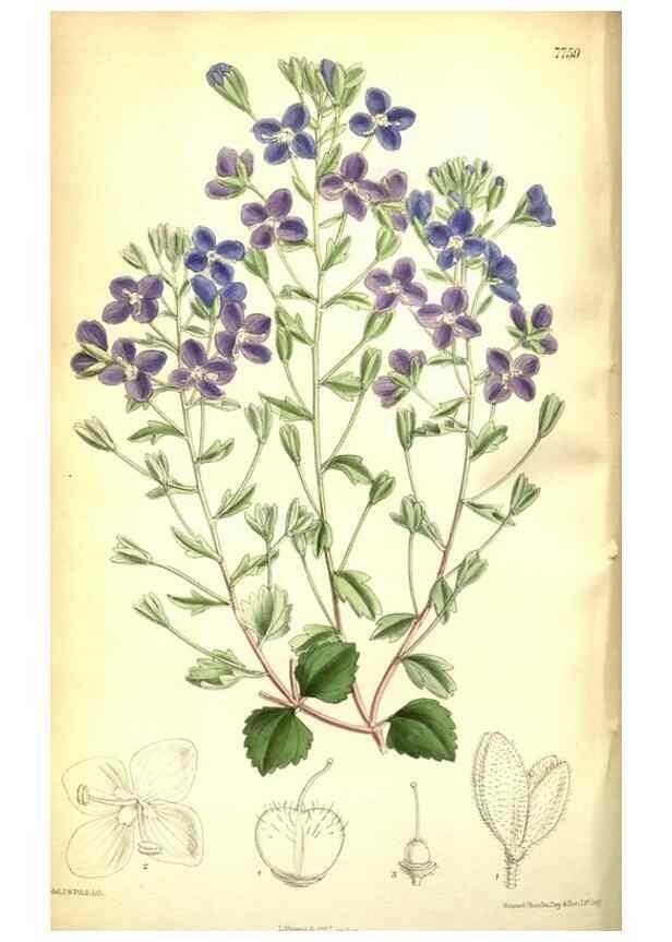 Reproducción/Reproduction 35133378494: Curtis's botanical magazine.. London ; New York [etc.] :Academic Press [etc.]