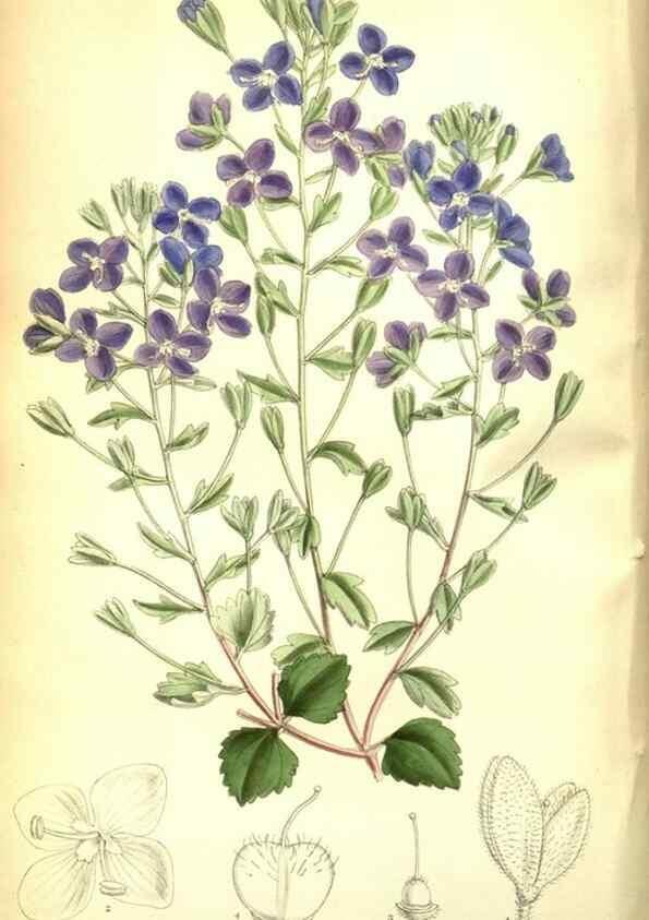 Reproducción/Reproduction 35133378494: Curtis's botanical magazine.. London ; New York [etc.] :Academic Press [etc.]