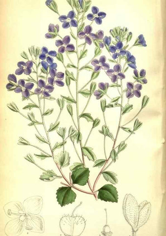 Reproducción/Reproduction 35133378494: Curtis's botanical magazine.. London ; New York [etc.] :Academic Press [etc.]
