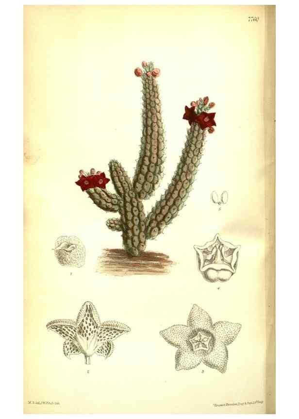 Reproducción/Reproduction 35133380104: Curtis's botanical magazine.. London ; New York [etc.] :Academic Press [etc.]