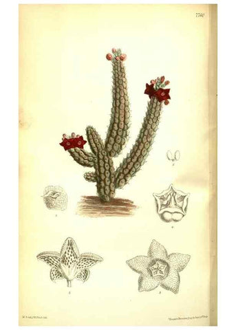 Reproducción/Reproduction 35133380104: Curtis's botanical magazine.. London ; New York [etc.] :Academic Press [etc.]
