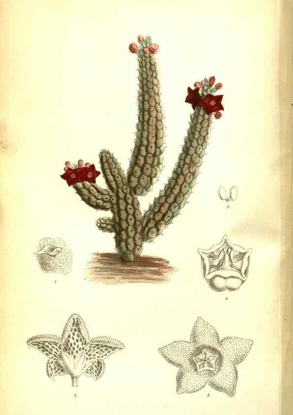 Reproducción/Reproduction 35133380104: Curtis's botanical magazine.. London ; New York [etc.] :Academic Press [etc.]