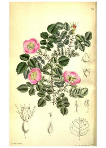 Reproducción/Reproduction 35133381954: Curtis's botanical magazine.. London ; New York [etc.] :Academic Press [etc.]