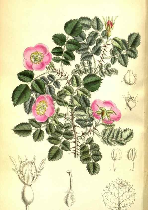 Reproducción/Reproduction 35133381954: Curtis's botanical magazine.. London ; New York [etc.] :Academic Press [etc.]
