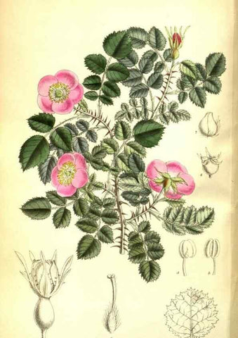 Reproducción/Reproduction 35133381954: Curtis's botanical magazine.. London ; New York [etc.] :Academic Press [etc.]
