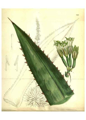 Reproducción/Reproduction 35133383564: Curtis's botanical magazine.. London ; New York [etc.] :Academic Press [etc.]
