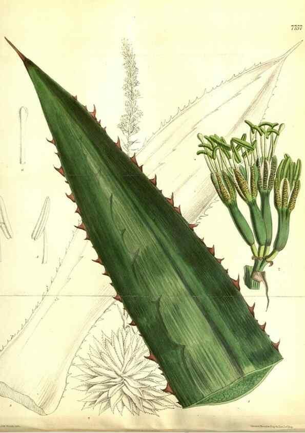Reproducción/Reproduction 35133383564: Curtis's botanical magazine.. London ; New York [etc.] :Academic Press [etc.]