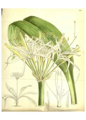 Reproducción/Reproduction 35584317920: Curtis's botanical magazine.. London ; New York [etc.] :Academic Press [etc.]