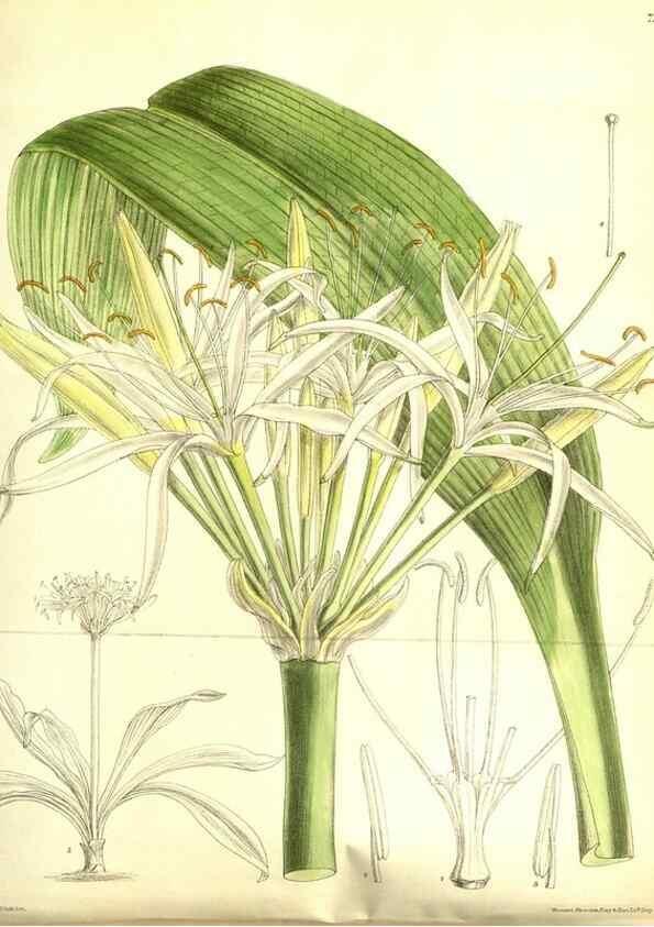 Reproducción/Reproduction 35584317920: Curtis's botanical magazine.. London ; New York [etc.] :Academic Press [etc.]