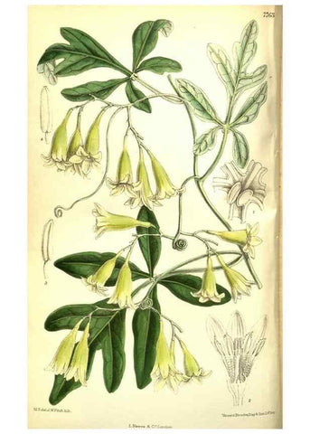 Reproducción/Reproduction 35133386794: Curtis's botanical magazine.. London ; New York [etc.] :Academic Press [etc.]