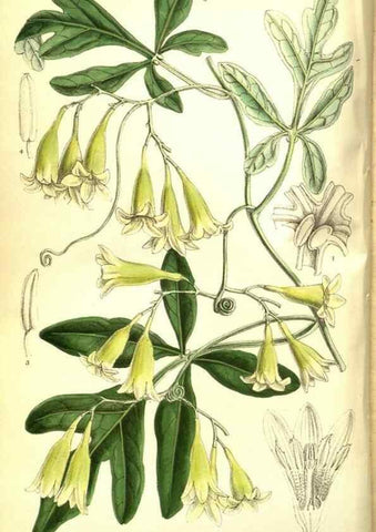 Reproducción/Reproduction 35133386794: Curtis's botanical magazine.. London ; New York [etc.] :Academic Press [etc.]