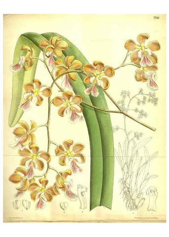 Reproducción/Reproduction 35931923606: Curtis's botanical magazine.. London ; New York [etc.] :Academic Press [etc.]