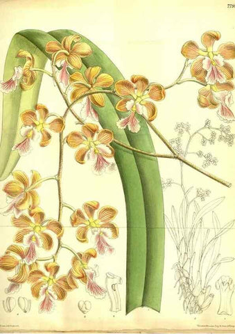 Reproducción/Reproduction 35931923606: Curtis's botanical magazine.. London ; New York [etc.] :Academic Press [etc.]