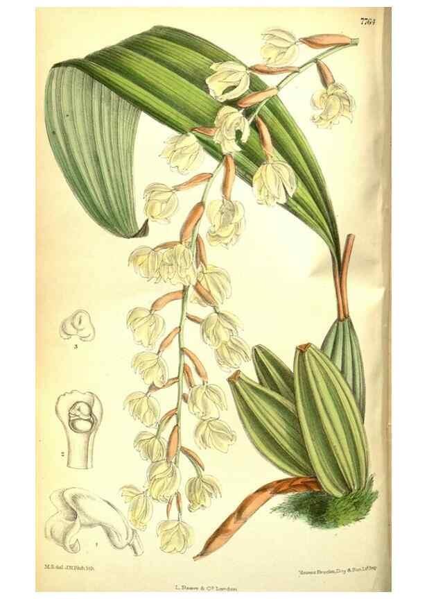 Reproducción/Reproduction 35584324800: Curtis's botanical magazine.. London ; New York [etc.] :Academic Press [etc.]