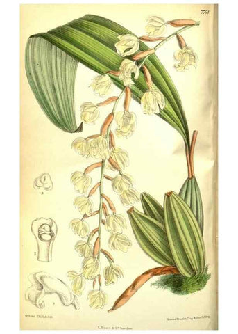Reproducción/Reproduction 35584324800: Curtis's botanical magazine.. London ; New York [etc.] :Academic Press [etc.]
