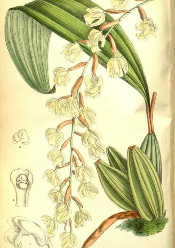 Reproducción/Reproduction 35584324800: Curtis's botanical magazine.. London ; New York [etc.] :Academic Press [etc.]