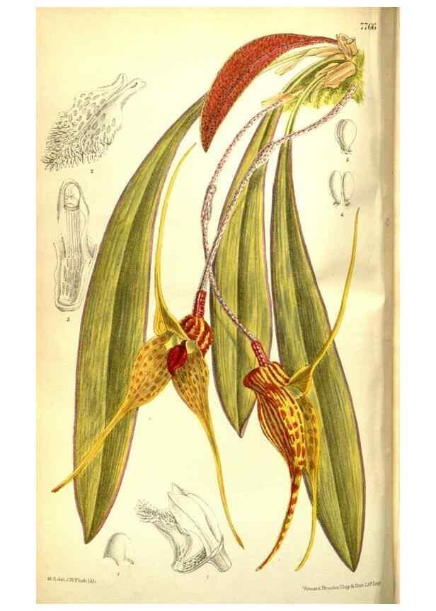 Reproducción/Reproduction 35840722001: Curtis's botanical magazine.. London ; New York [etc.] :Academic Press [etc.]