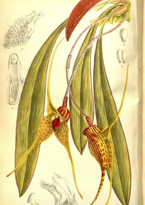 Reproducción/Reproduction 35840722001: Curtis's botanical magazine.. London ; New York [etc.] :Academic Press [etc.]