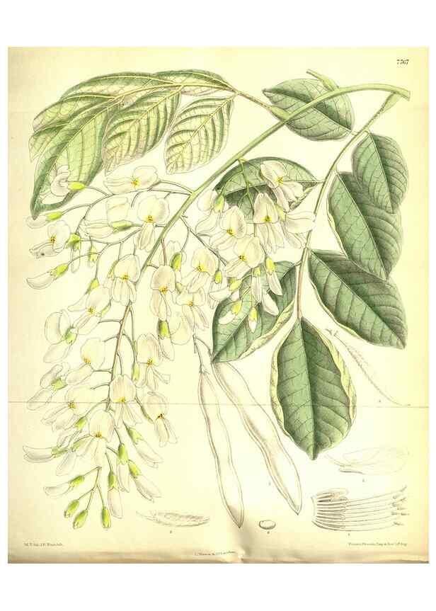 Reproducción/Reproduction 35584331390: Curtis's botanical magazine.. London ; New York [etc.] :Academic Press [etc.]